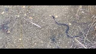 Golden Nugget Casino  Lake Charles La snake under the board walk [upl. by Gombach]