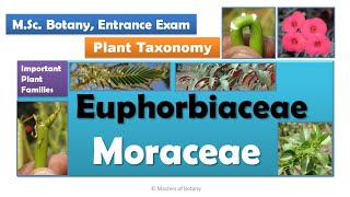 Euphorbiaceae amp Moraceae  MSc Botany Entrance  Angiosperm Families  Important Notes [upl. by Laurinda]