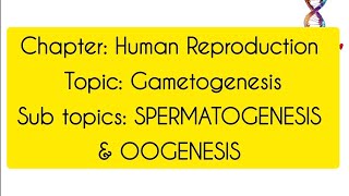 GametogenesisClass12th BiologyHuman Reproduction [upl. by Seely198]