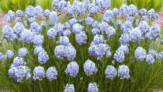 Planting String Theory Amsonia by Proven Winners [upl. by Ihp]