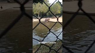 Zoológico de Curitiba [upl. by Yoo]