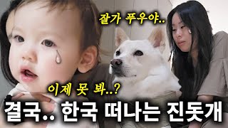 결국 한국을 떠나는 진돗개 푸우야 잘가 사랑해 [upl. by Rasec]