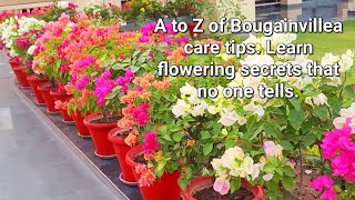 A to Z of Bougainvillea care tips  Learn flowering secrets no one tells Soil Fertilizer Watering [upl. by Nnazus837]