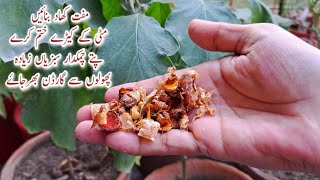 100 Free Organic Fertilizer for Plants  More Flowering  Shiny Leaves  Mitti k Keere Khatam [upl. by Eilak989]