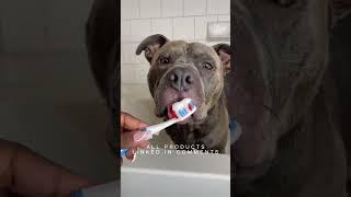 giving my dog the ULTIMATE spa day he deserves shorts viral dogs grooming pitbull tutorial [upl. by Delahk549]