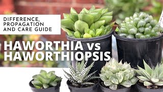 HAWORTHIA VS HAWORTHIOPSIS  Difference Propagation and Care Guide  EASY SUCCULENT to GROW [upl. by Tteragram]