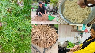 शतावारी पाउडर कैसे बनाए Making Shatavari Asparagus powder after harvesting from terrace garden [upl. by Anoyk354]