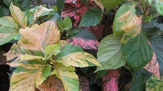 Acalypha plant Care amp Growing Tips Copperleaf Plant Easy Growing Guide [upl. by Gabriele]