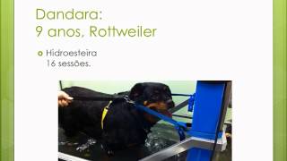 Pet Fisio Dandara Displasia Coxofemoral Moderada e Obesidade [upl. by Annahvas]