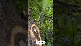 Tree 🌳 house🏠 😂🤣 nice looking shorts viral comedy [upl. by Pouncey]