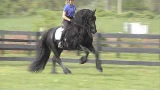 FRIESIAN STALLION quotLeave you Breathlessquot [upl. by Derrej306]