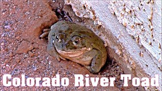 🐸Colorado River Toad aka Sonoran Desert Toad  Saguaro National Park🐸 [upl. by Morice]