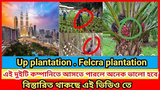 Up plantation । Felcra plantation। ফেকরা প্লানটেশন ও ইউ পি প্লানটেশন । কাজ ও বেতন অনেক বেশি আসে [upl. by Ettenahc]