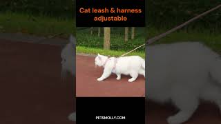 Cat leash and harness adjustable [upl. by Elagibba]