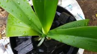 Repotting Phalaenopsis Orchid [upl. by Clifford]