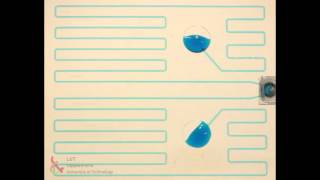 Microfluidics chip filling by MSM µPUMP [upl. by Earley429]