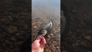 River Smallmouth  Late Summer Fishing bassfishing bankfishing [upl. by Annahsad372]