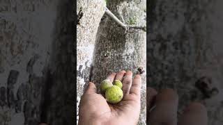 அத்தி மரம்😍figfood figtree fruit naturesound nature shorts [upl. by Healey143]