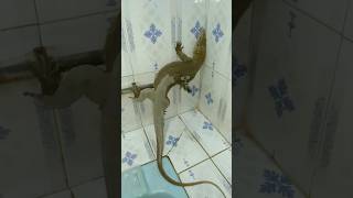 big lizard entered in the house ।। विषखोपड़ा shorts [upl. by Shotton]