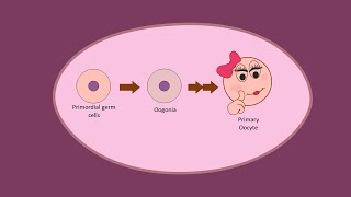 Oogenesis part 1  Development of Oocytes Primary before birth [upl. by Zia]