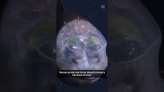 The Spooky  Barreleye Fish [upl. by Rotkiv]