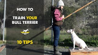 How to train your Bull Terrier 10 tips [upl. by Atat433]