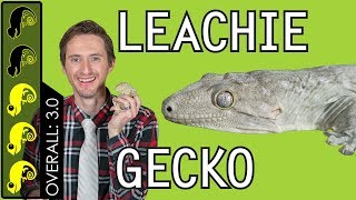 Leachianus Gecko Leachie The Best Pet Lizard [upl. by Minardi979]