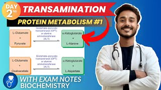 Protein Metabolism Overview Animation [upl. by Alica668]