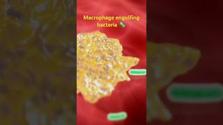 How macrophage eats bacteria 🦠Macrophage workingengulfing bacteria [upl. by Gildea984]