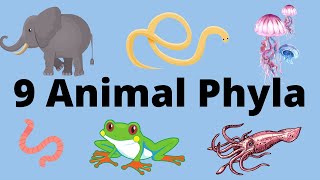 9 Main Animal Phyla [upl. by Nyleve]