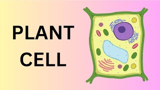 What’s Inside a Plant Cell  Plant Cell and their Parts  Organelles  Brief Explanation [upl. by Idel]