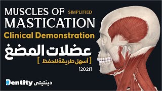 أسهل طريقة لحفظ عضلات المضغ  Muscles of Mastication [upl. by Mail]