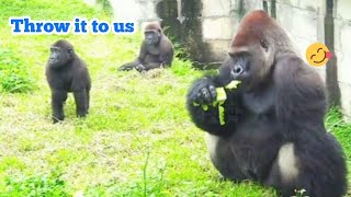 阿爸都自己吃😆🤣Silverback gorilla family interactionsDjeeco FamilyTayariJabaliIrikiRingo [upl. by Ecineg819]