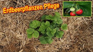 Erdbeerpflanzen Pflege  Erdbeeren richtig pflegen im Freiland und im Topf auf dem Balkon [upl. by Nyrraf81]