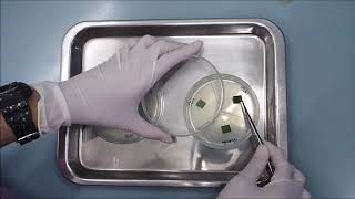 Mycology Lab Practical 2 Isolation of endophytic fungi [upl. by Axela]