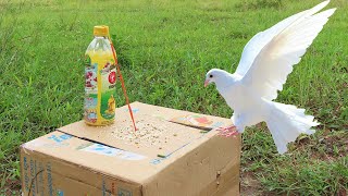 Must Watch New Pigeon Trap 2021 Using Cardboard Box And Plastic Bottle [upl. by Ireg]