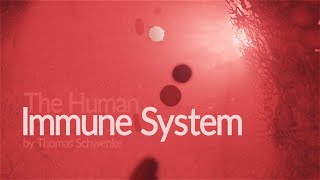 Human Immune System  How it works Animation [upl. by Coplin]