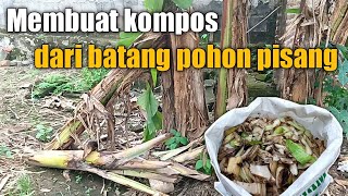 Cara membuat kompos dari batang pisang yang kaya manfaat sebagai penyubur tanaman [upl. by Ahras]