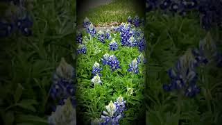 Bluebonnets in my front yard March 2023 [upl. by Leyes]