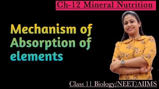 Mineral nutrition  Mechanism of Absorption of Elements  Class 11 Biology NEET AIIMS [upl. by Agnesse163]