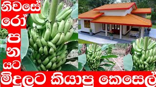 අප නිවසේ මිදූලට රෝපණය කරගන්න හොදම කෙසෙල් කැවන්ඩිස් පැලයක් kawandis kesel [upl. by Nyledaj]