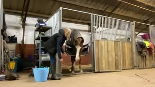 Horse Target Training  Equitation Science Module [upl. by Eelano838]