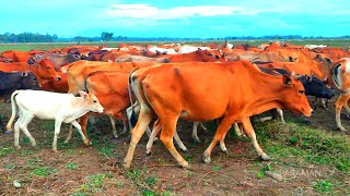 Video of Leading a Tame Cow to the Farm Pen Livestock Cows  The Sound of the Shepherds Cows [upl. by Pengelly172]