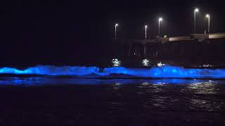 Bioluminescence In Venice Beach October 2024 [upl. by Htepsle751]