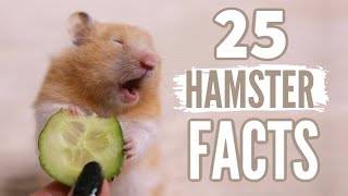 25 Facts About Hamsters 🐹 [upl. by Asilem168]