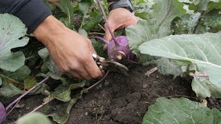 Growing Kohlrabi [upl. by Cully928]