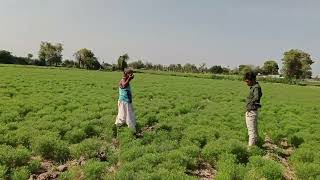 shivashakti agritech ltd vam diamond d [upl. by Yekciv]