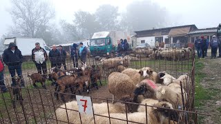 Stočna pijaca visokoOvce zakucale cijenom [upl. by Sido776]