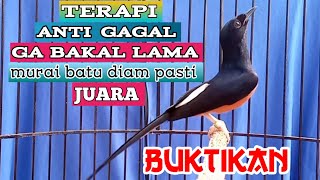 murai batu gacor paling AMPUH buat pancingan murai batu agar bunyi jadikan murai gacor seketika [upl. by Torre819]