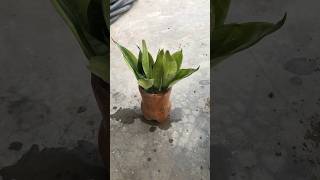 Indoorplants trending indoorplants beginners gardening plantcare plants garden beginners [upl. by Flann959]